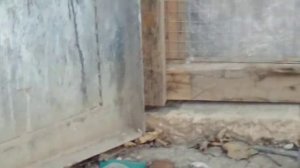 Бакинские широкохвостые голуби. г Дербент 89634202500