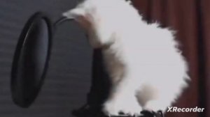 две песни которые пели котики ❤️