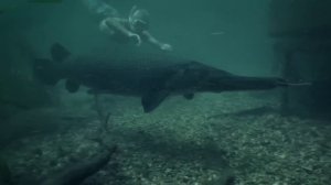 Рыба, у Которой Два Рта, Её Трудно Убить, и Она Живет Часами После Смерти