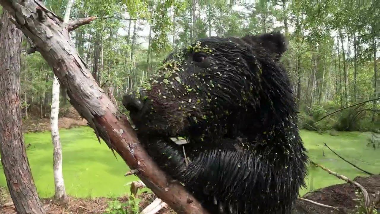 Это кто такой красивый? смотреть онлайн