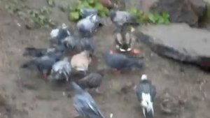 Эти занимательные птицы.wmv.mp4