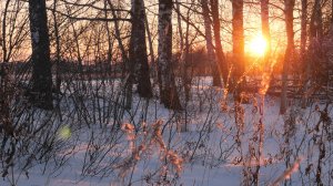 Зимний закат в пролеске у поля. Звуки природы для расслабления, сна и медитации