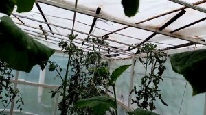 Китайские Огурцы  ЖАРОУСТОЙЧЕВЫЕ Длиноплодные  превратились  в ?  Огурцы с СЮРПРИЗОМ  26 июля 2022г