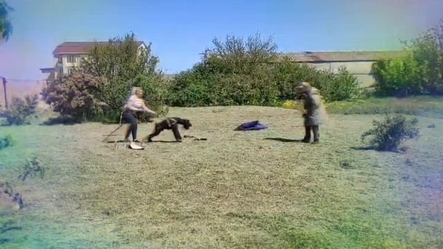 Любимое занятие. Арнольд. Ризеншнауцер. смотреть онлайн