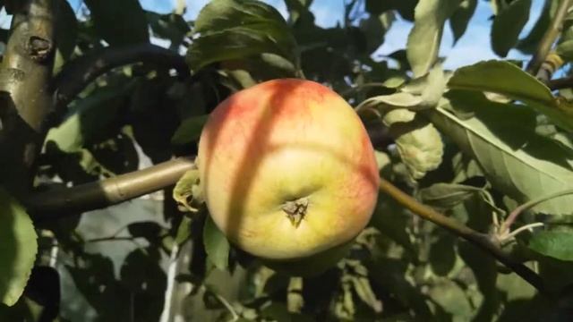 Обзор сорта алычи кубанская комета и летних сортов яблони Медуница, Мечта, Конфетное, Мелба. смотреть онлайн