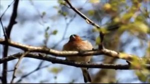 Люди головы теряют - весна