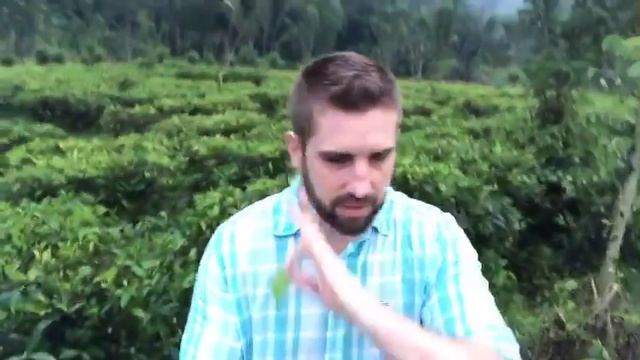 ЧЕРНЫЙ чай или ЗЕЛЕНЫЙ чай? / Цейлон , Шри Ланка/ 2 минуты на чайной плантации смотреть онлайн