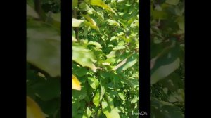 24 августа 2024. Мой сад- огород 🌺⚘️🌻