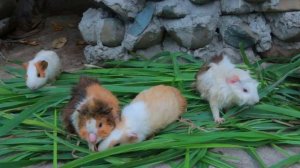 women and dog found chicken egg- Curry chicken for dog eating delicious- Cooking in forest HD