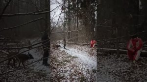 ТЕСТ ОХРАНЫ ХОЗЯИНА.ХЕРДЕР