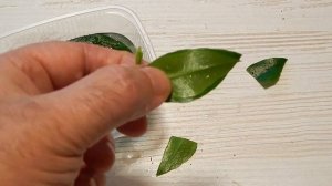 Размножение мирта черенками