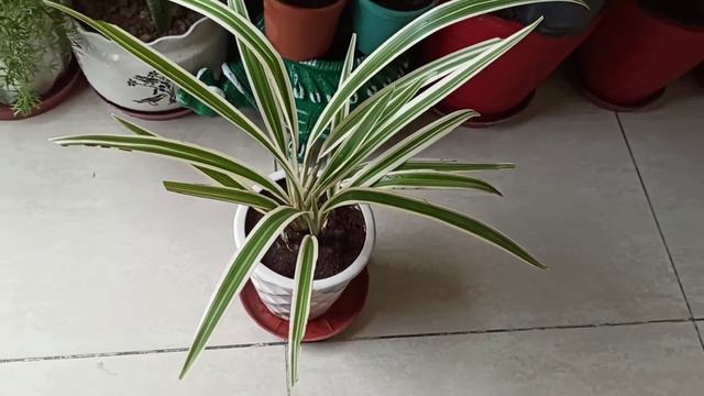 Flax lilly/Variegated Dianella Plant 🌱Care, fertilizer, Complete Info.
