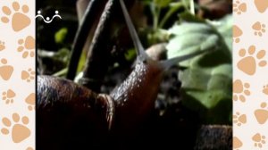 Лапы, крылья и хвосты. 31-й Выпуск. Про быстрых и медленных