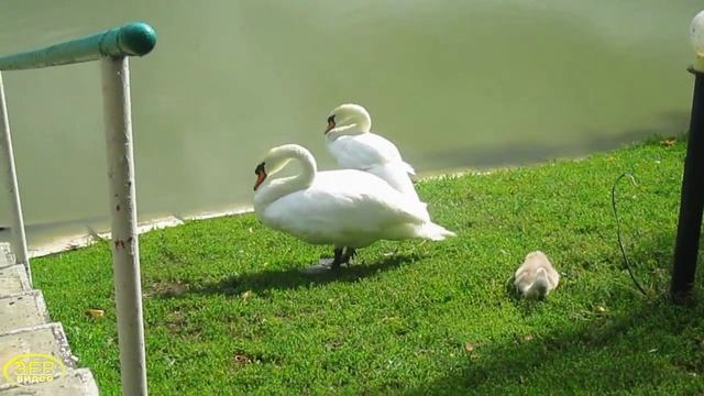 Белые лебеди на пруду...