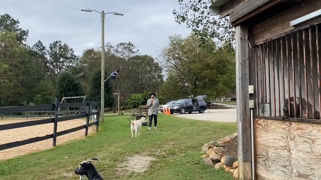 Как мы в Хэллоуин на коза-йогу ходили. Часть 1 смотреть онлайн