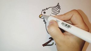 Рисуем попугая! Как нарисовать попугая