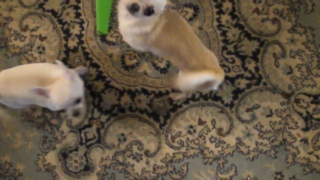 Клаудия Кардинале с мамой и папой смотреть онлайн