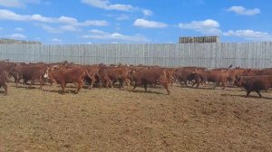 Телки калмыцкой породы в возрасте 11-12 месяцев