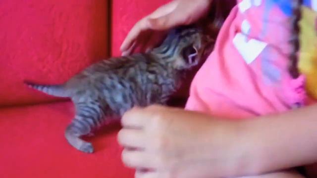 Спасение маленького  котенка!