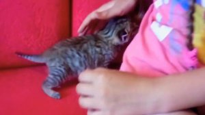 Спасение маленького котенка!