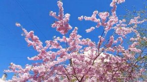 Where does sakura bloom In St. Petersburg/ Сад Дружбы_маленький Китай. Сакура