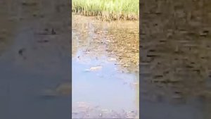 Ловим Рыбу На Яблоко