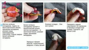 Амнион и желточный мешок