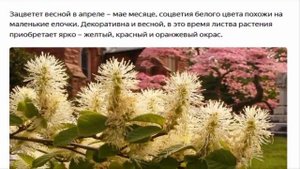 Декоративно-лиственные листопадные кустарники, которые стоит посадить в саду.