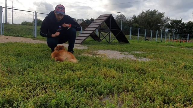 Как приучить собаку к команде «Лежать» смотреть онлайн