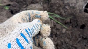 Коп монет. Поиск монет с Minelab E-Trac.