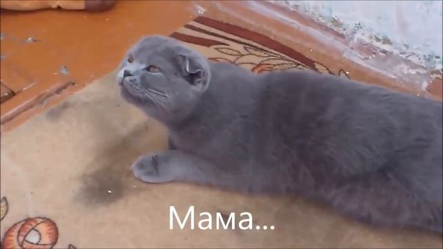 КОТЫ УМЕЮТ ГОВОРИТЬ! ГОВОРЯЩИЕ КОТЫ!