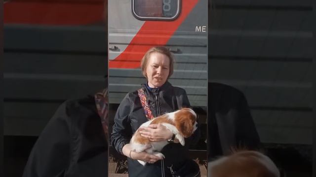 Доставка щенка 🐶 Девочка - Кавалерочка (Юлия Мелкозерова) в Санкт-Петербург из г. Иваново на поезде