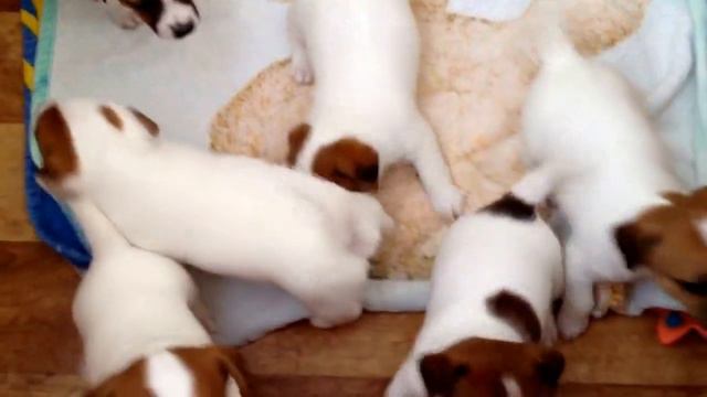 Щенки Джек Рассел терьера смотреть онлайн