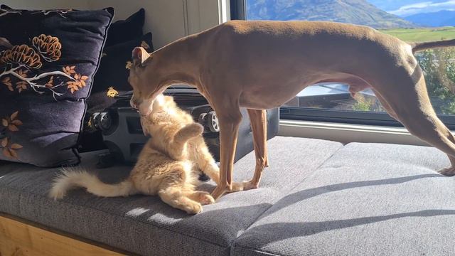 Kitten 1 Italian Greyhound 0 смотреть онлайн