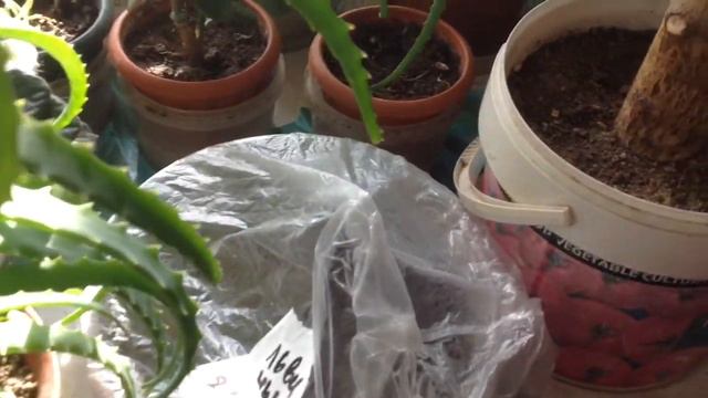 Очень вкусная пицца своими руками/ Цветы и рассада смотреть онлайн