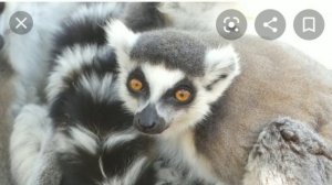 Лемуры и их жизнь