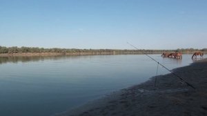 Река Сыр-Дарья. Рыбалка Сырдарья 2020. Отдых на природе. Ловим сазана.Часть 2.