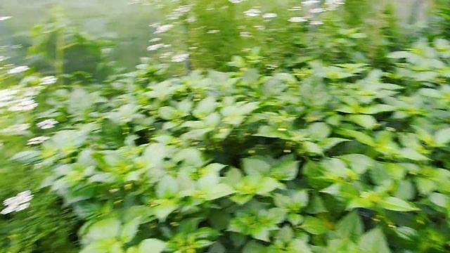 Как растут перцы чили в теплице смотреть онлайн