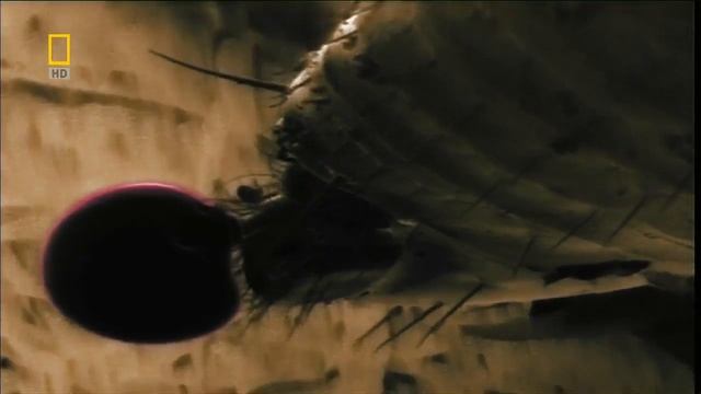 Чем опасны блохи? смотреть онлайн