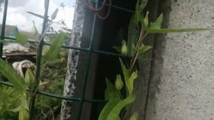 Как цветет КАЛИСТЕГИЯ.