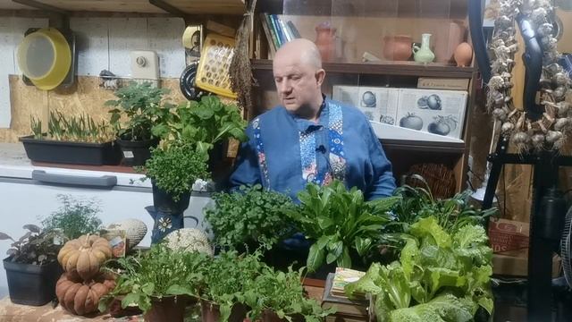Выращиваем ЗЕЛЕНЬ ЗИМОЙ под лампами! Что посеять в ЯНВАРЕ 2022 года в комнате!