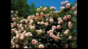 Вьющиеся растения для сада фото и названия