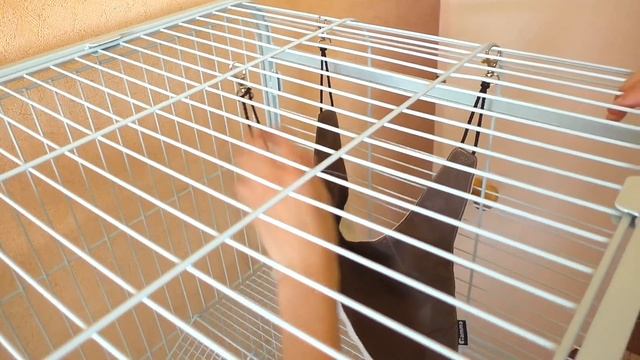 ОГРОМНАЯ КЛЕТКА ДЛЯ КРЫС / ЗООПОКУПКИ / РАСПАКОВКА / Alisa Easy Pets смотреть онлайн