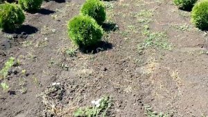 Туя западная Литл Джем (Thuja occidentalis Little Gem) | Plante.md