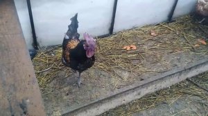 Куры?. Сбор яиц?. Кто-то похозяйничал в моём курятнике?