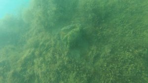 Самые большие крабы Черного моря.