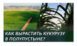 Как вырастить кукурузу в полупустыне?