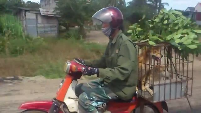 Перевозчик животных. Вьетнам . смотреть онлайн