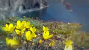 Лаборатория экологических исследований