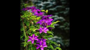 The Gardens at Oak Lawn Cheese Factory: Clematis